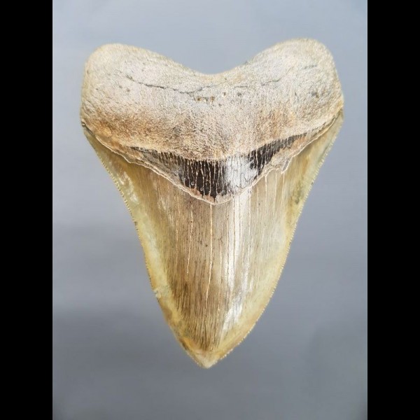 12,1cm sehr großer Haizahn Megalodon top Qualität