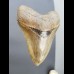 12,1cm sehr großer Haizahn Megalodon top Qualität