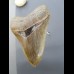 12,1cm sehr großer Haizahn Megalodon top Qualität