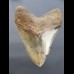 12,1cm sehr großer Haizahn Megalodon top Qualität