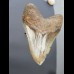 12,1cm sehr großer Haizahn Megalodon top Qualität