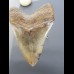 12,1cm sehr großer Haizahn Megalodon top Qualität