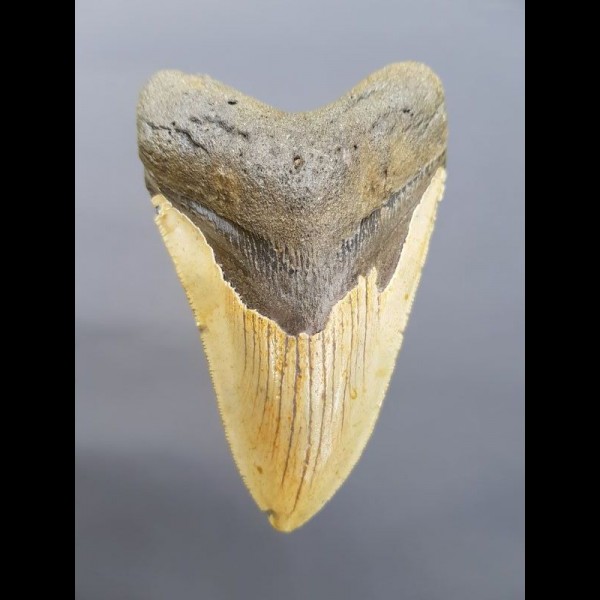 11,1cm big shark tooth of Megalodon