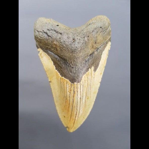 11,1cm großer Haizahn des Megalodon