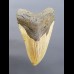 11,1cm big shark tooth of Megalodon