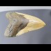 11,1cm großer Haizahn des Megalodon