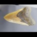 11,1cm big shark tooth of Megalodon