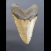 11,1cm big shark tooth of Megalodon