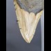 11,1cm großer Haizahn des Megalodon