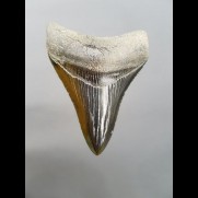 8,3cm pechschwarzer, scharfer Haizahn des Megalodon