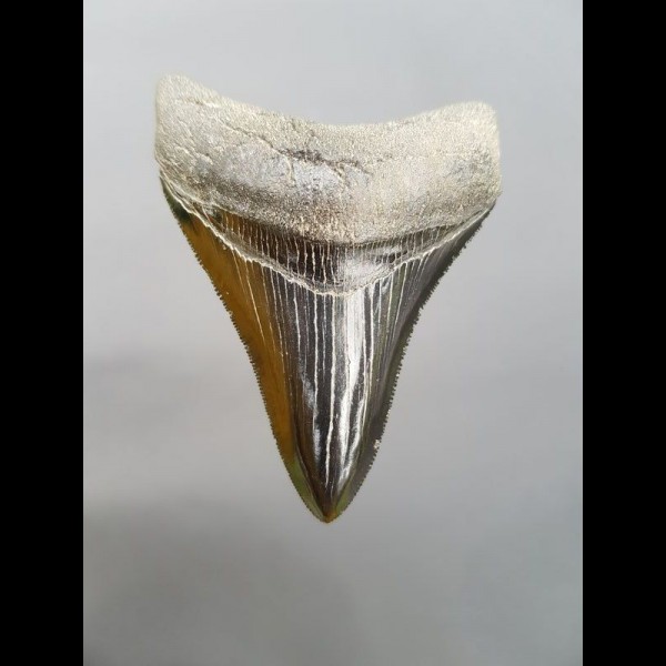 8,3cm pechschwarzer, scharfer Haizahn des Megalodon