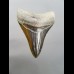 8,3cm pechschwarzer, sharp shark tooth of Megalodon