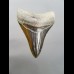 8,3cm pechschwarzer, scharfer Haizahn des Megalodon