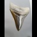 8,3cm pechschwarzer, scharfer Haizahn des Megalodon
