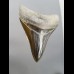 8,3cm pechschwarzer, sharp shark tooth of Megalodon