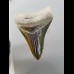 8,3cm pechschwarzer, scharfer Haizahn des Megalodon