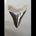 8,3cm pechschwarzer, sharp shark tooth of Megalodon