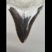 8,3cm pechschwarzer, sharp shark tooth of Megalodon