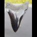 8,3cm pechschwarzer, sharp shark tooth of Megalodon