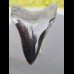 8,3cm pechschwarzer, scharfer Haizahn des Megalodon