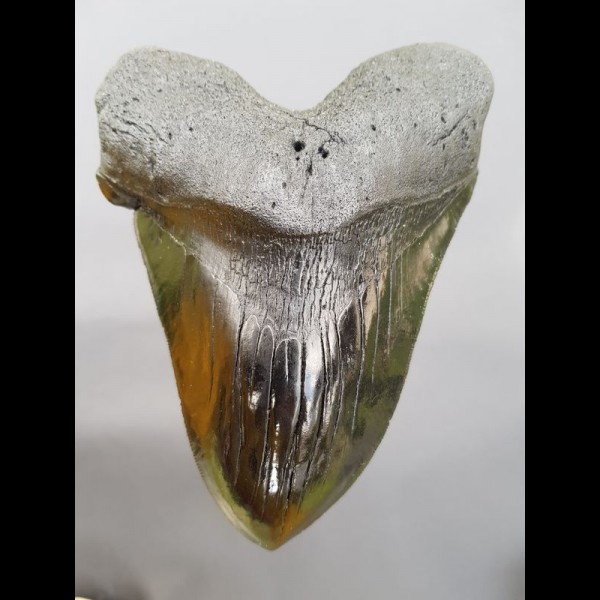 16,8cm gigantische Replika of Megalodon shark