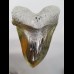 16,8cm gigantische Replika of Megalodon shark