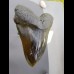 16,8cm gigantische Replika of Megalodon shark