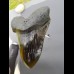16,8cm gigantische Replika of Megalodon shark