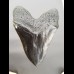 16,8cm gigantische Replika of Megalodon shark