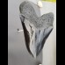 16,8cm gigantische Replika of Megalodon shark