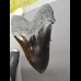 16,8cm gigantische Replika of Megalodon shark