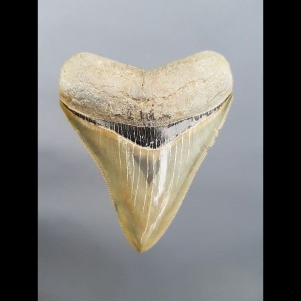 8,1cm Museumsqualität Zahn des Megalodon Hai