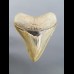 8,1cm Museumsqualität Zahn des Megalodon Hai