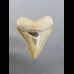 8,1cm Museumsqualität tooth of Megalodon shark