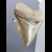 8,1cm Museumsqualität Zahn des Megalodon Hai