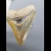 8,1cm Museumsqualität Zahn des Megalodon Hai