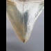 8,1cm Museumsqualität tooth of Megalodon shark