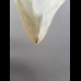 8,1cm Museumsqualität tooth of Megalodon shark