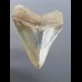 8,1cm Museumsqualität Zahn des Megalodon Hai