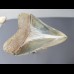 8,1cm Museumsqualität Zahn des Megalodon Hai