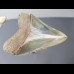8,1cm Museumsqualität tooth of Megalodon shark