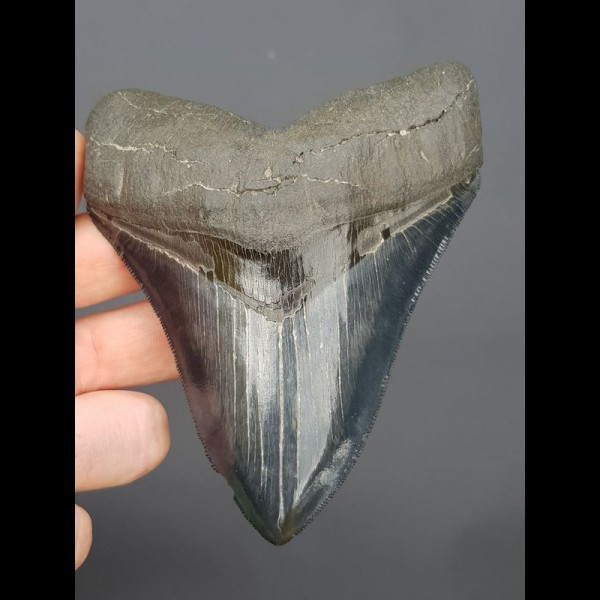 12,5cm fantastischer, blauer Haizahn Megalodon