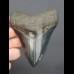 12,5cm fantastischer, blauer Haizahn Megalodon