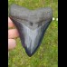 12,5cm fantastischer, blauer Haizahn Megalodon