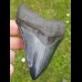 12,5cm fantastischer, blauer Haizahn Megalodon