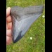 12,5cm fantastischer, blauer Haizahn Megalodon