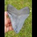 12,5cm fantastic, blauer shark tooth Megalodon