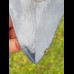 12,5cm fantastischer, blauer Haizahn Megalodon