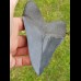 12,5cm fantastischer, blauer Haizahn Megalodon