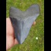 12,5cm fantastic, blauer shark tooth Megalodon